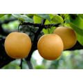 2021 New Harvest Low Price Fresh Sweet Yellow Fengshui Pear